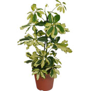 Schefflera Dalton - Vaso S